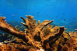 Archivo:Arrecifes de coral Puerto Morelos