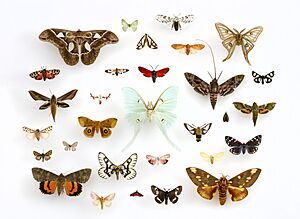 Archivo:Assorted Moths (Lepidoptera) in the University of Texas Insect Collection (22281153644) (cropped)
