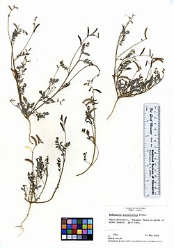 Astragalus acutirostris (5902995717).jpg