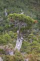 Athrotaxis cupressoides copse alpine tarn