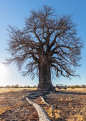 Archivo:Baobab (Adansonia digitata), parque nacional Makgadikgadi Pans, Botsuana, 2018-07-30, DD 11