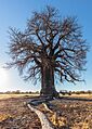 Baobab (Adansonia digitata), parque nacional Makgadikgadi Pans, Botsuana, 2018-07-30, DD 11