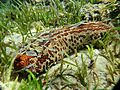 Bohadschia argus 184272219