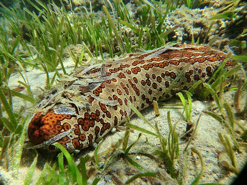 Bohadschia argus 184272219