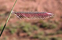 Archivo:Bouteloua gracilis 2004-08-22