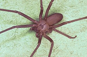 Archivo:Brown recluse spider, Loxosceles reclusa