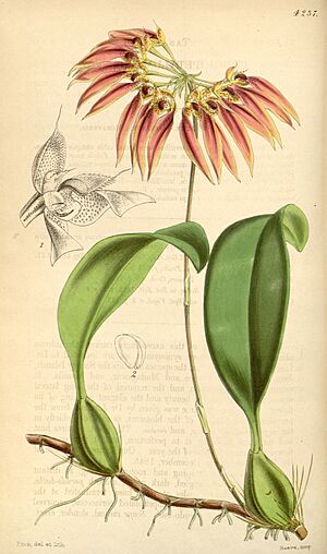 Archivo:Bulbophyllum weberi (as Cirrhopetalum thouarsii) - Curtis' 72 (Ser. 3 no. 2) pl. 4237 (1846)