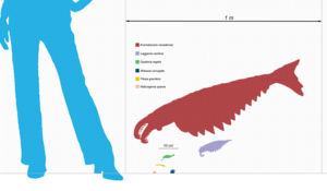 Archivo:Burgess scale Cor