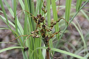 Archivo:Butia paraguayensis 0zz