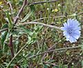 C. intybus flor-1