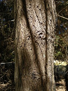 Archivo:Callitris columellaris bark