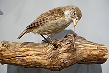 Archivo:Camarhynchus pallidus - Hessisches Landesmuseum Darmstadt - Darmstadt, Germany - DSC00111