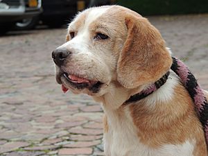 Archivo:Cancer beagle