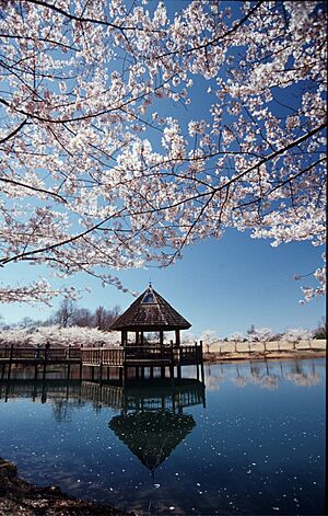Archivo:CherryBlossomsGazeboLakeCaroline