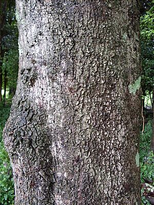 Archivo:Cinnamomum oliveri - bark Foxground