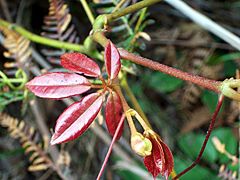 Archivo:Cissus hypoglauca new red leaves