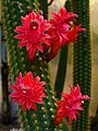 Cleistocactus samaipatanus 001