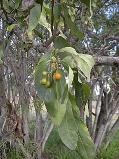 Cordia sinensis.jpg