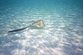 Cowtail stingray maldives