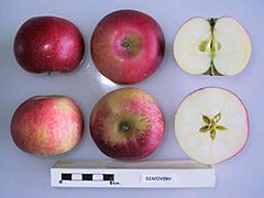 Cross section of Discovery (EMLA 1), National Fruit Collection (acc. 1973-189).jpg