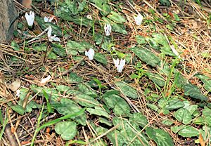 Archivo:Cyclamen balearicum Orchi 2013-04-16 005