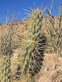 Cylindropuntia ganderi ganderi.jpeg