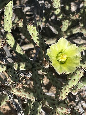 Archivo:Cylindropuntia tesajo - Sula Vanderplank - 3