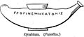 Cymbium