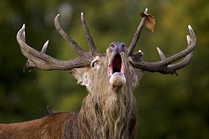 Archivo:Deer Stag AdF