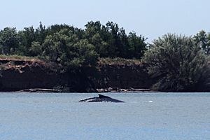 Archivo:Delta the whale