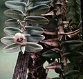 Dichaea muricata - fl 2