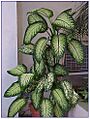Dieffenbachia seguine-02
