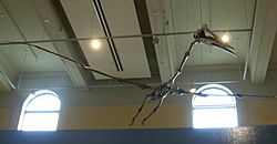 Dinosaurs at CMNH 44.JPG