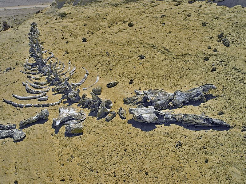 Dorudon skeleton