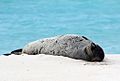 Endangered Hawaiian monk seal sunning on the beach (6741931081)