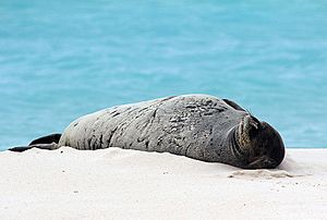 Archivo:Endangered Hawaiian monk seal sunning on the beach (6741931081)