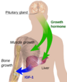 Endocrine growth regulation