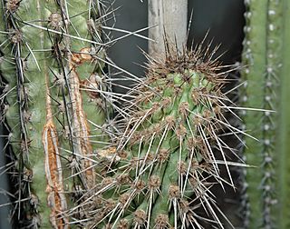 Eulychnia castanea1000.jpg
