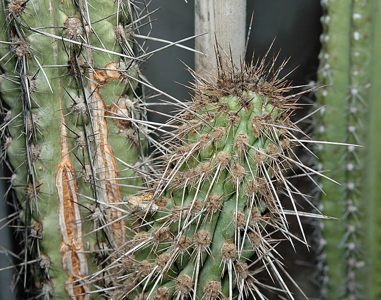 Eulychnia castanea1000