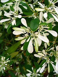 Euphorbia leucocephala 1.jpg