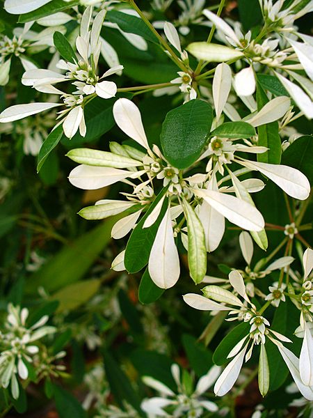 Euphorbia leucocephala 1