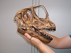 Archivo:Europasaurus skull