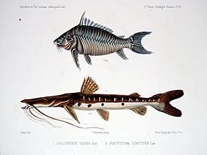 F de Castelnau-poissonsPl19.jpg