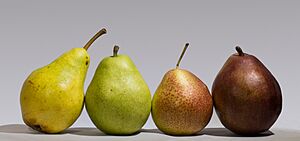 Archivo:Four pears