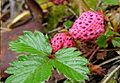 Fragaria daltoniana