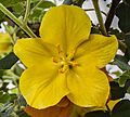 Fremontodendron californicum, Jardín Botánico de Múnich, Alemania, 2013-05-04, DD 01