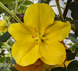 Fremontodendron californicum, Jardín Botánico de Múnich, Alemania, 2013-05-04, DD 01.jpg
