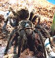 Gammostola grossa cropped