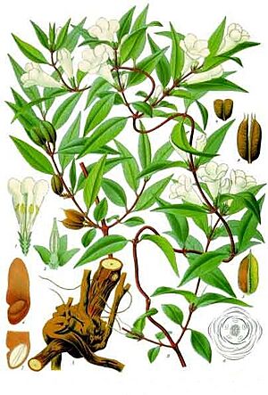 Archivo:Gelsemium sempervirens - Köhler–s Medizinal-Pflanzen-065