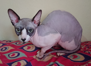 Archivo:GreekSphynxCat1